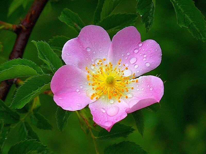 pink rosehip flower with dew