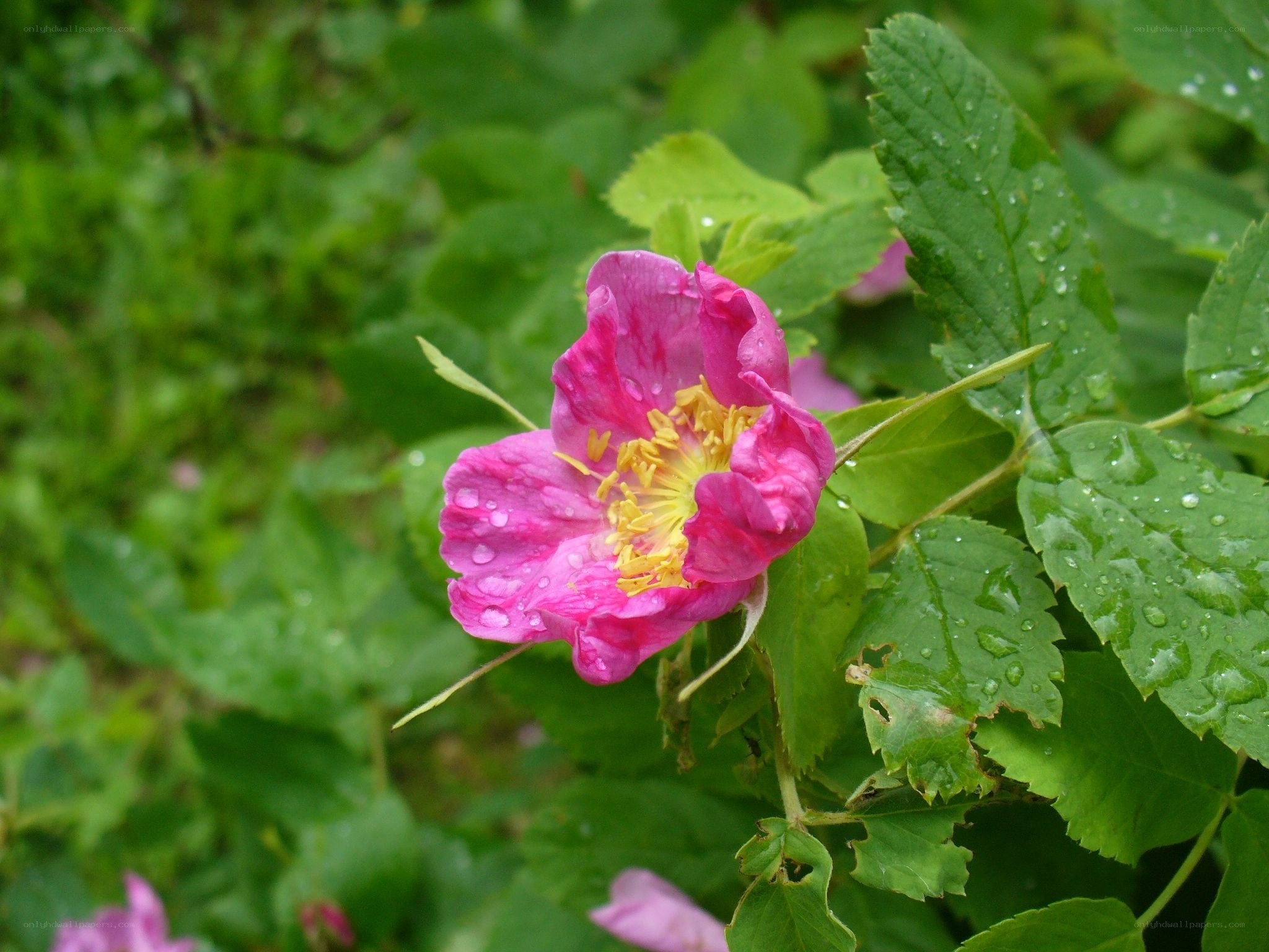 Pink rosehip flower with dew
