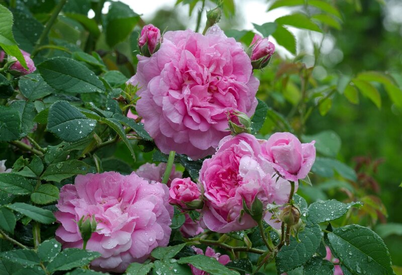 Pink roses after rain