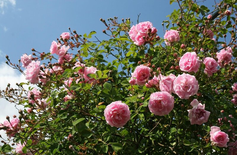 Pink roses against blue sky