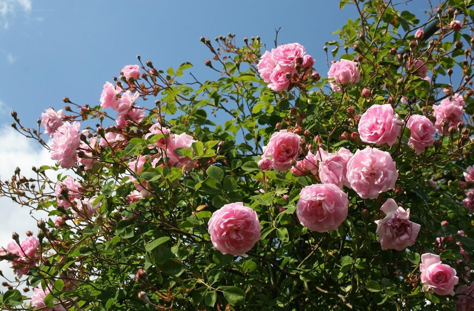 Pink roses against blue sky