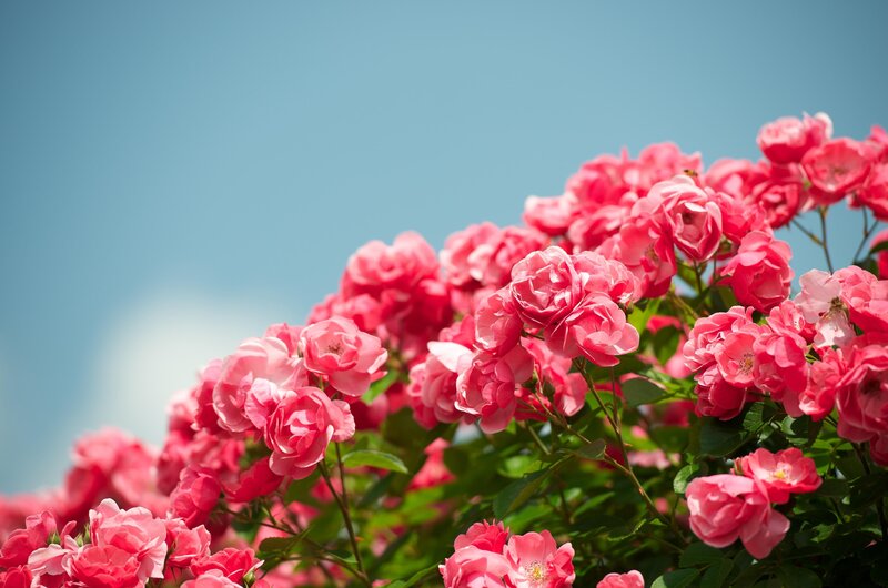 Pink roses against blue sky