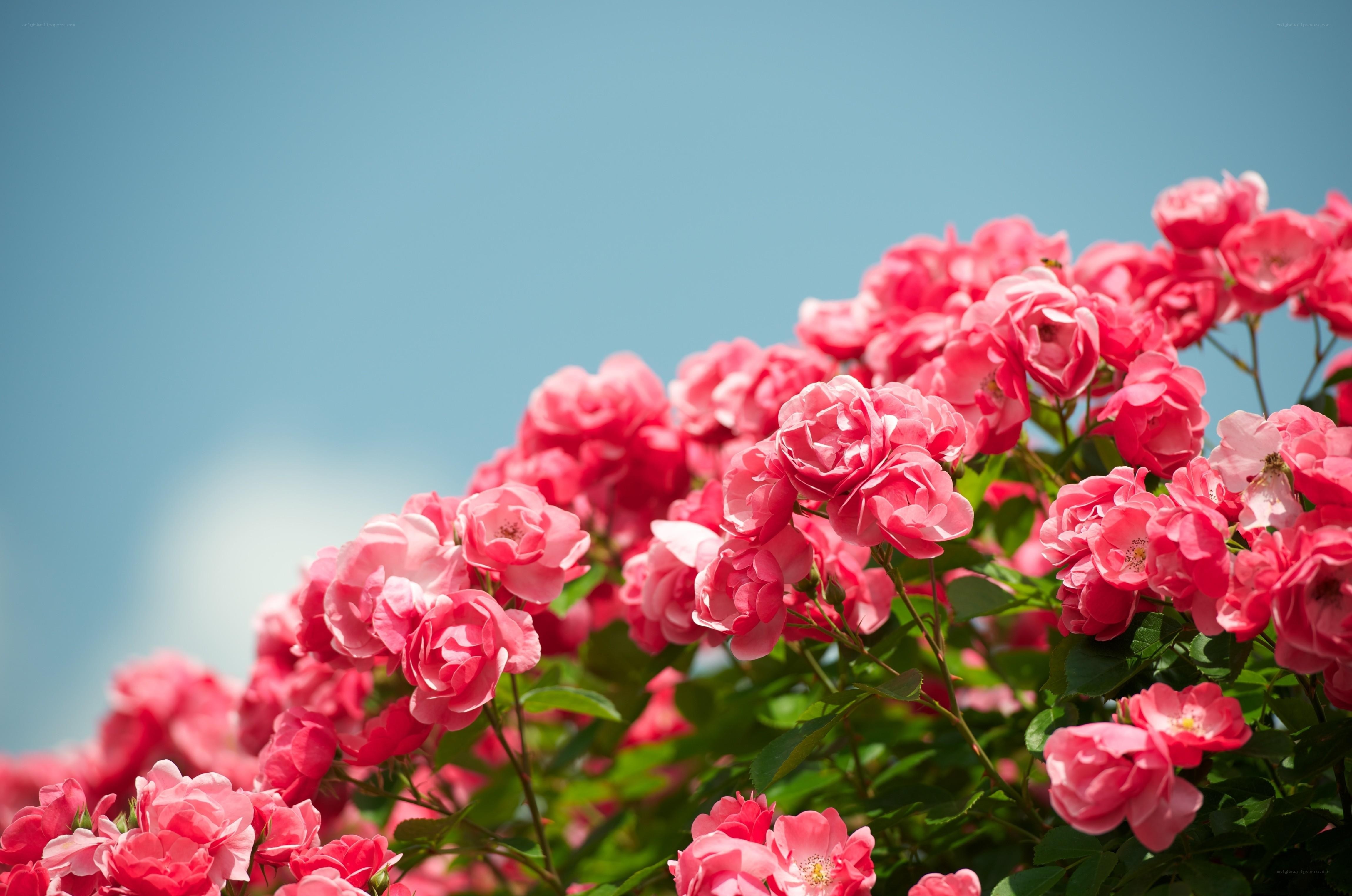 Pink roses against blue sky