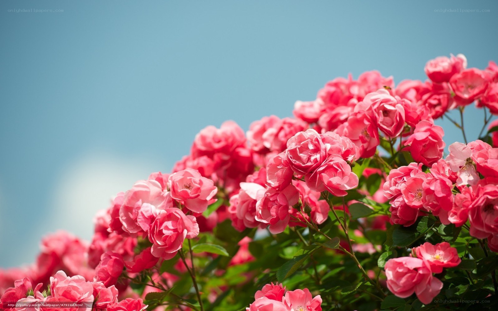 Pink roses against blue sky