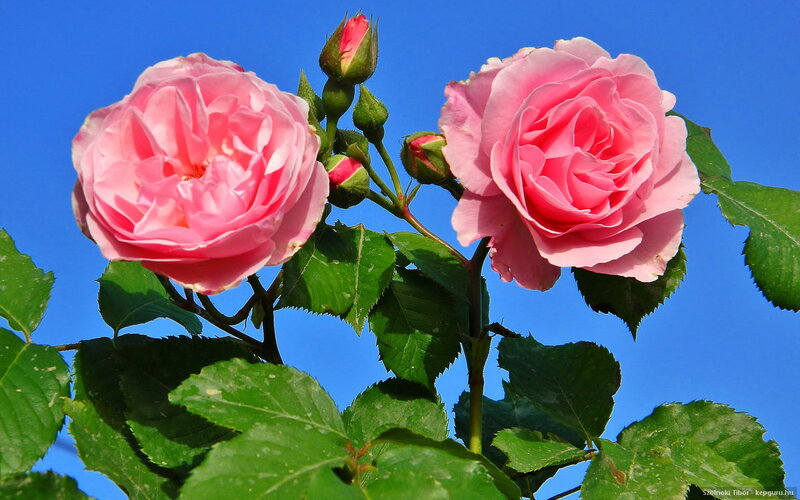 Pink Roses Against Blue Sky — Serene, Afternoon