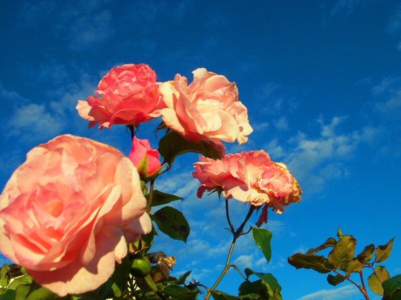 Pink Roses Against Blue Sky — Serene