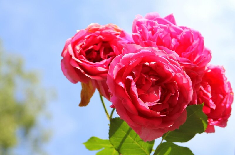Pink roses against blue sky
