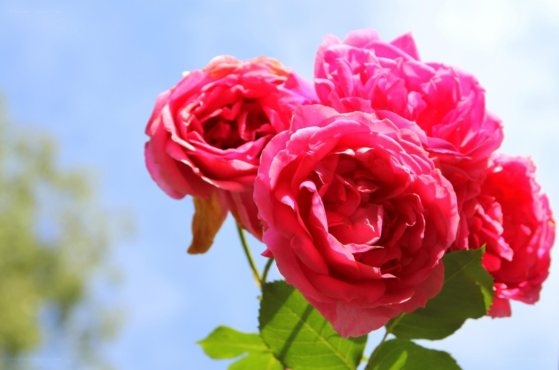Pink roses against blue sky