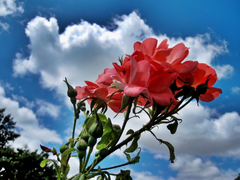 Pink Roses Against Sky — Blue