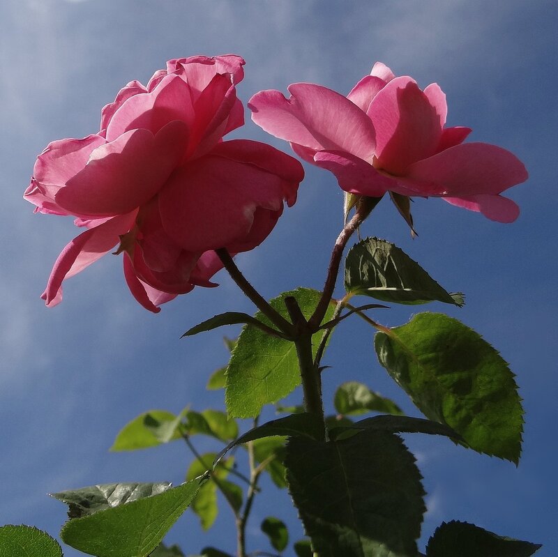 Pink Roses Against Sky — Serene