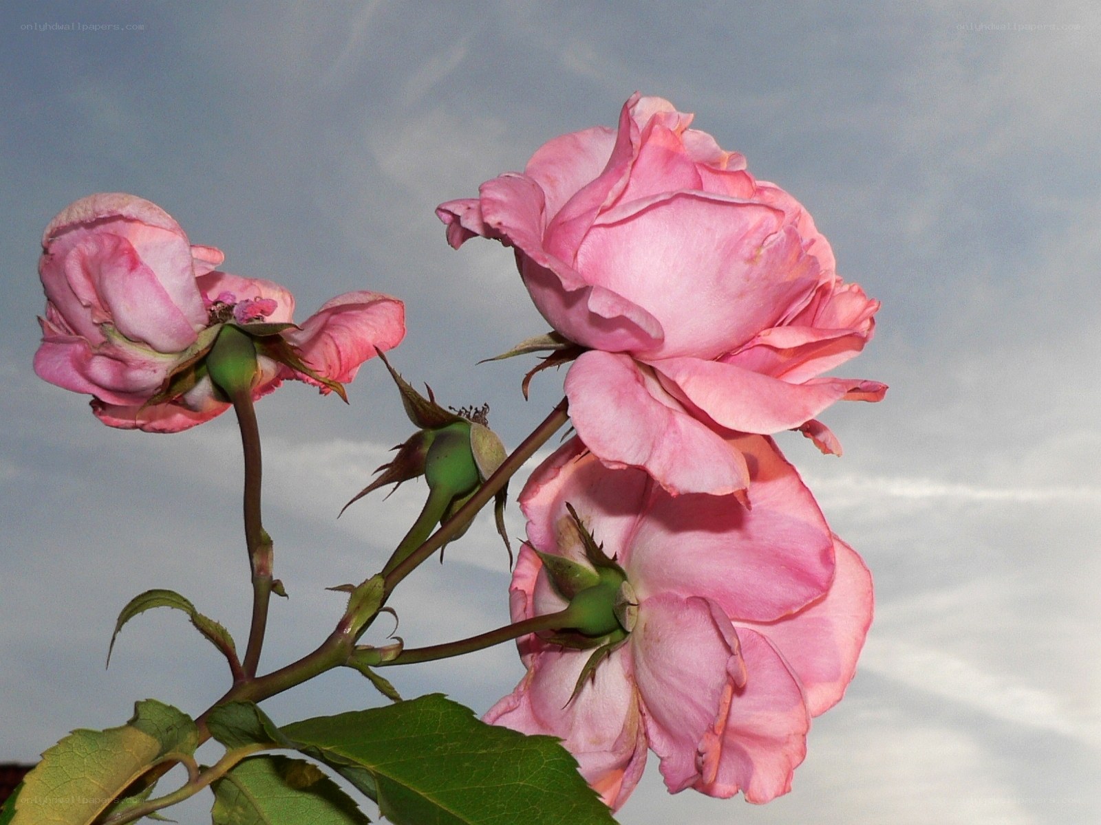 Pink roses against sky