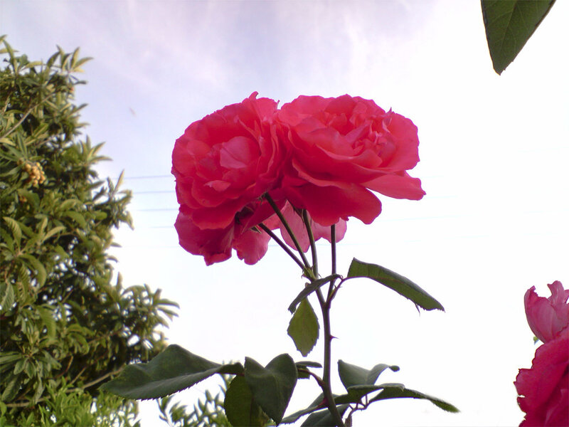 Pink roses against the sky