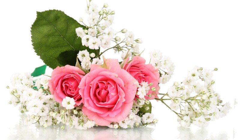 Pink Roses and Baby's Breath — Calm, Photograph, Green Leaf
