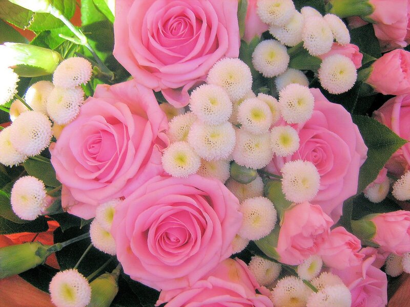 Pink Roses and Baby's Breath — Calm, Photograph
