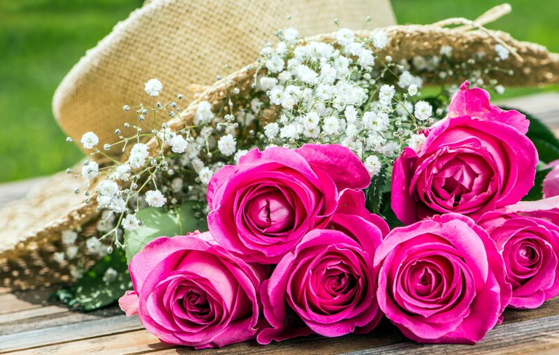 Pink Roses and Baby's Breath — Serene, Afternoon