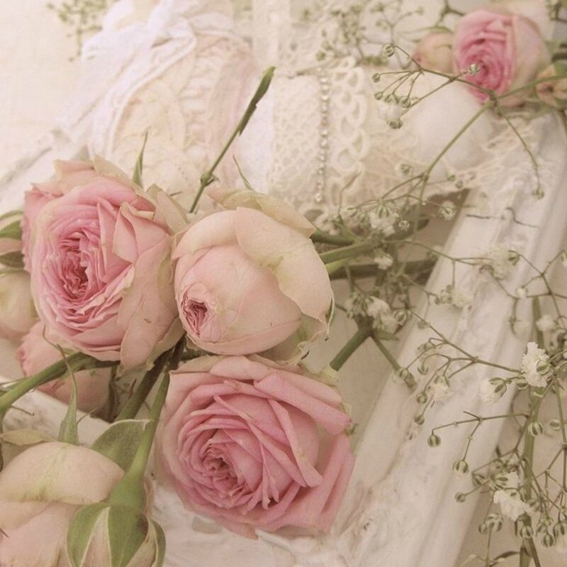 Pink Roses and Baby's Breath — Soft, Photograph