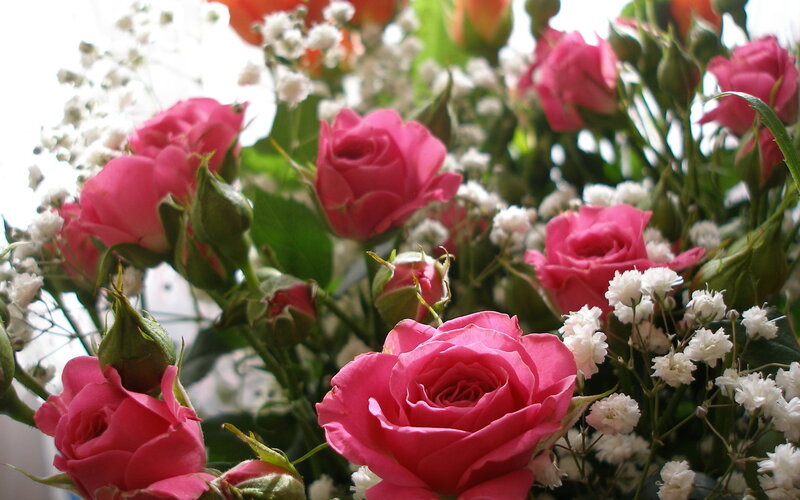 Pink Roses and Baby's Breath