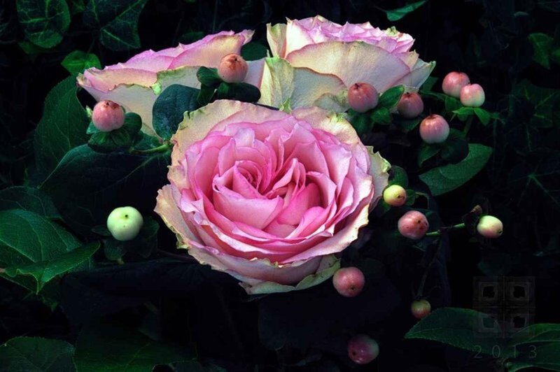 Pink Roses and Berries — Dramatic
