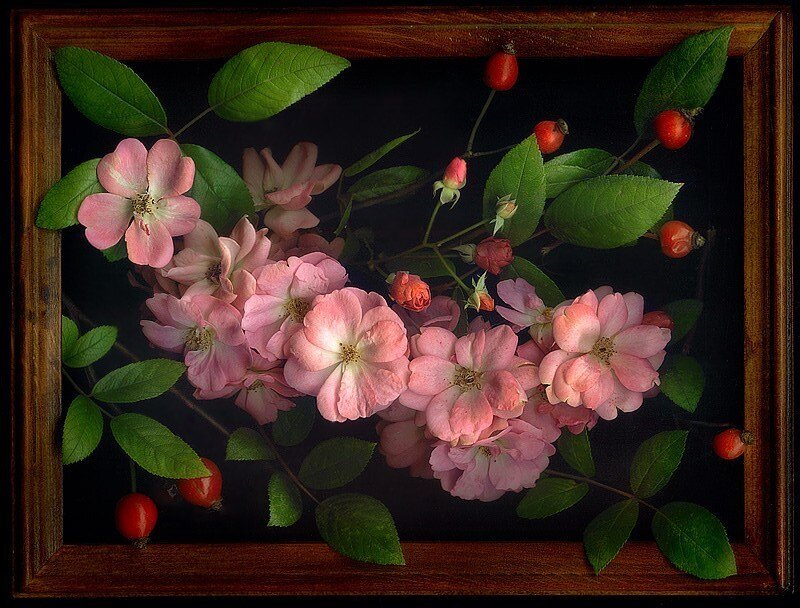 Pink Roses and Berries