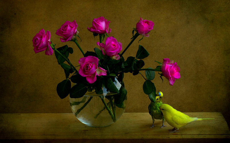 Pink Roses and Birds