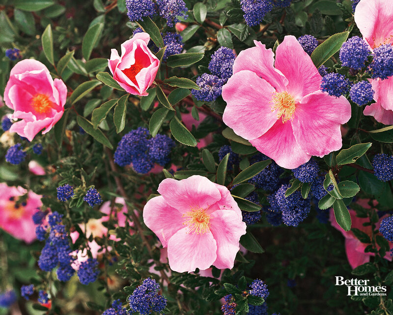 Pink Roses and Blue Flowers — Vibrant