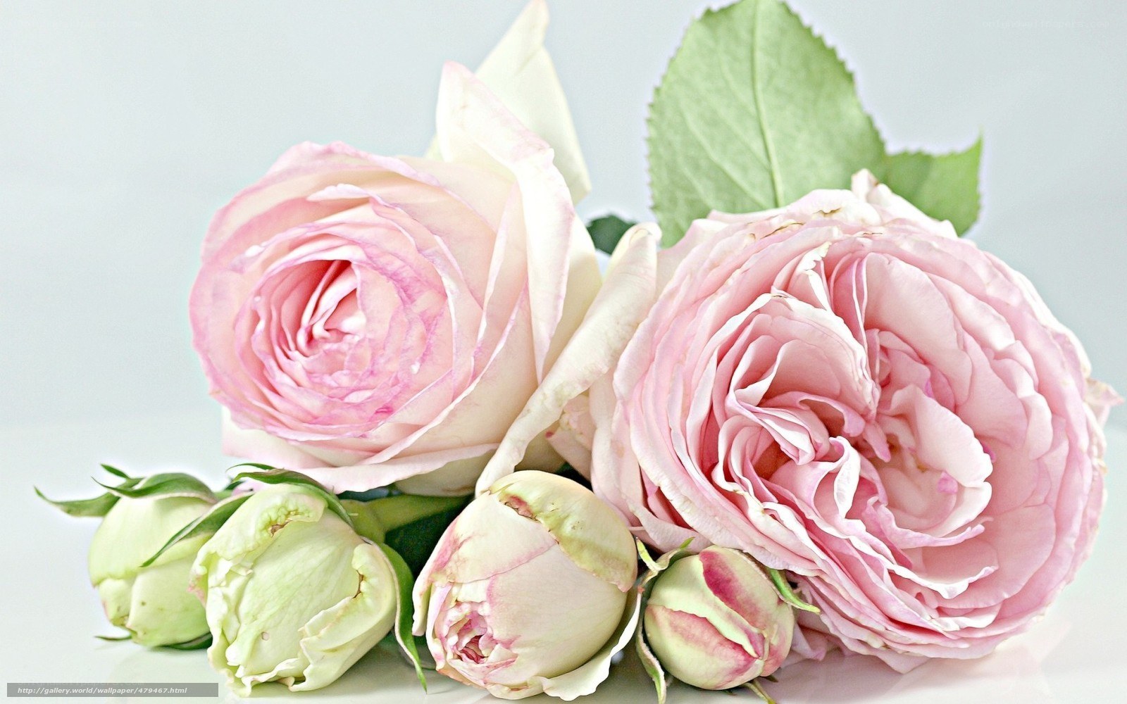 Pink roses and buds
