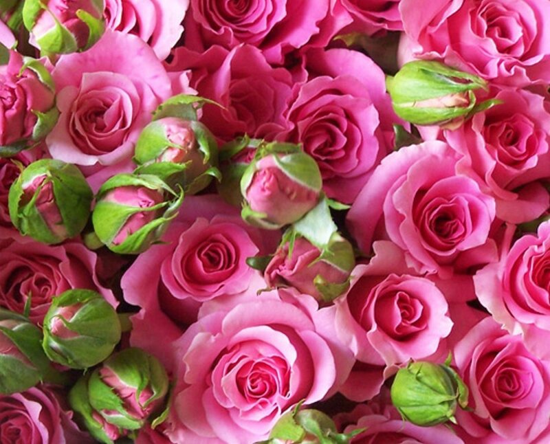 Pink Roses and Buds — Calm, Photograph