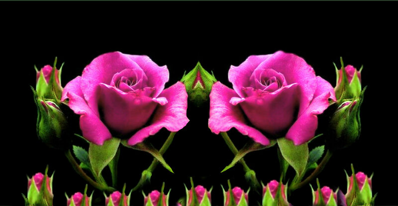 Pink Roses and Buds — Dramatic