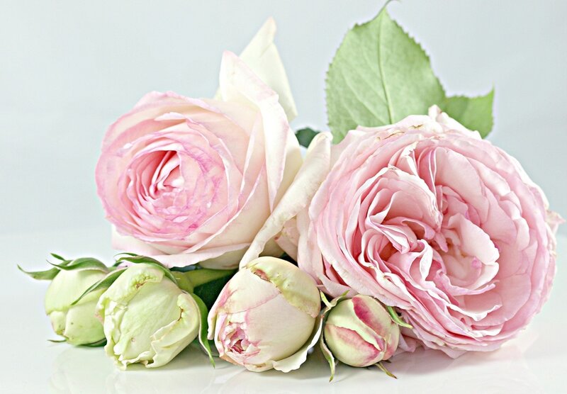 Pink Roses and Buds — Serene, Photograph, Leaf