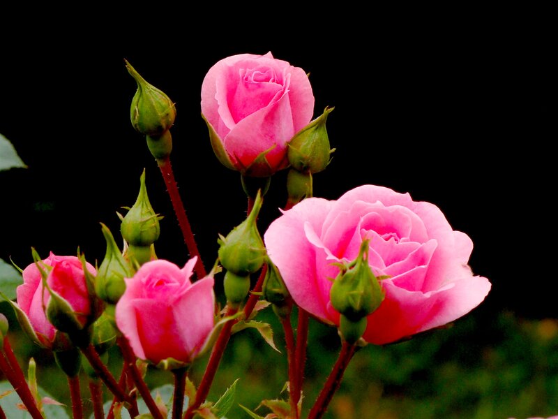 Pink Roses and Buds — Serene, Photograph, Stems