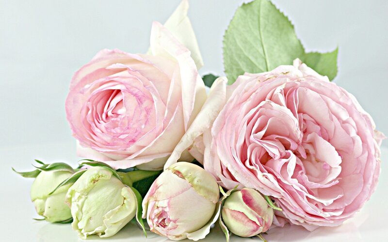 Pink Roses and Buds — Serene, Photograph