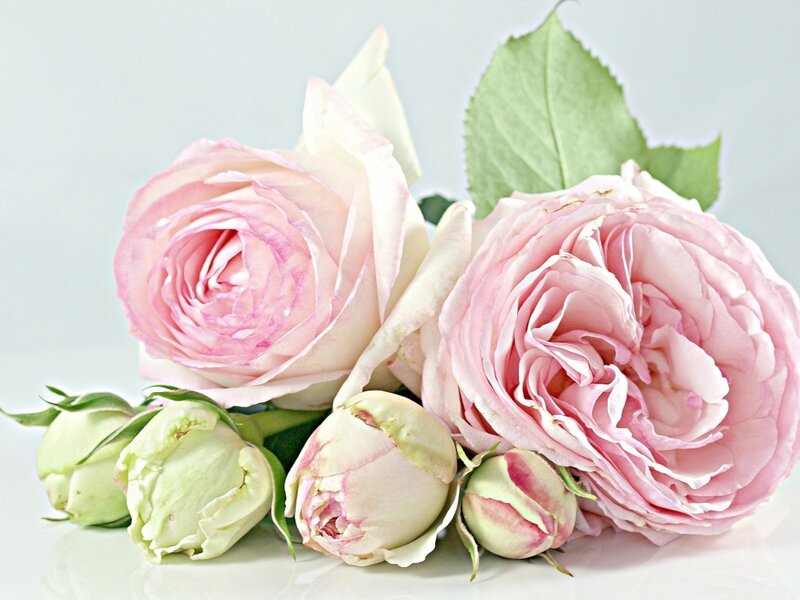 Pink Roses and Buds — Serene