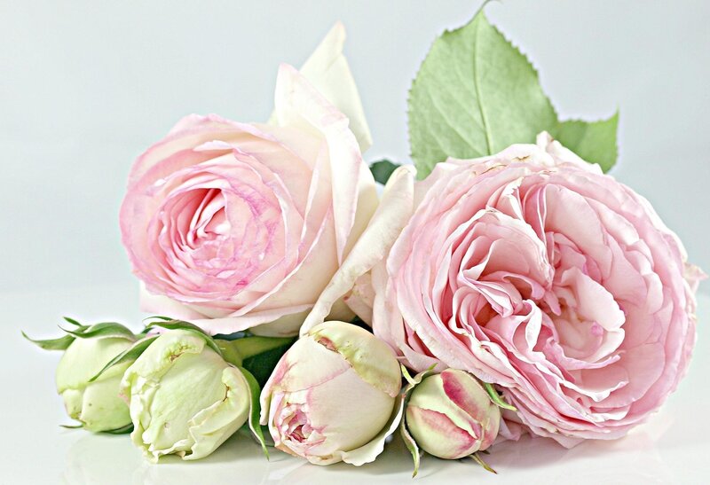 Pink roses and buds