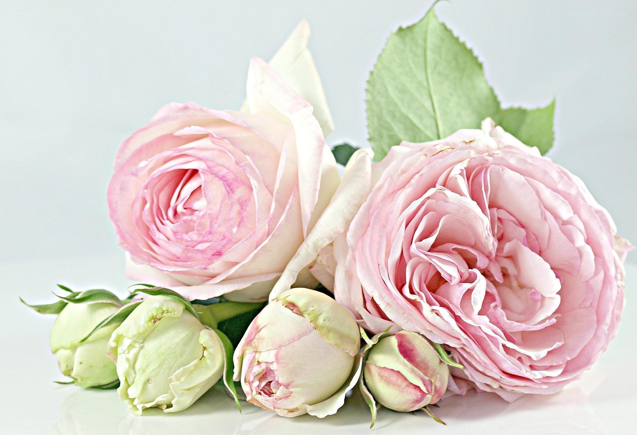 Pink roses and buds