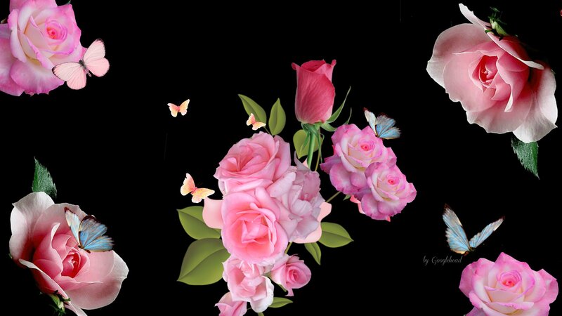 Pink Roses and Butterflies — Serene, Digital Art, Leaves