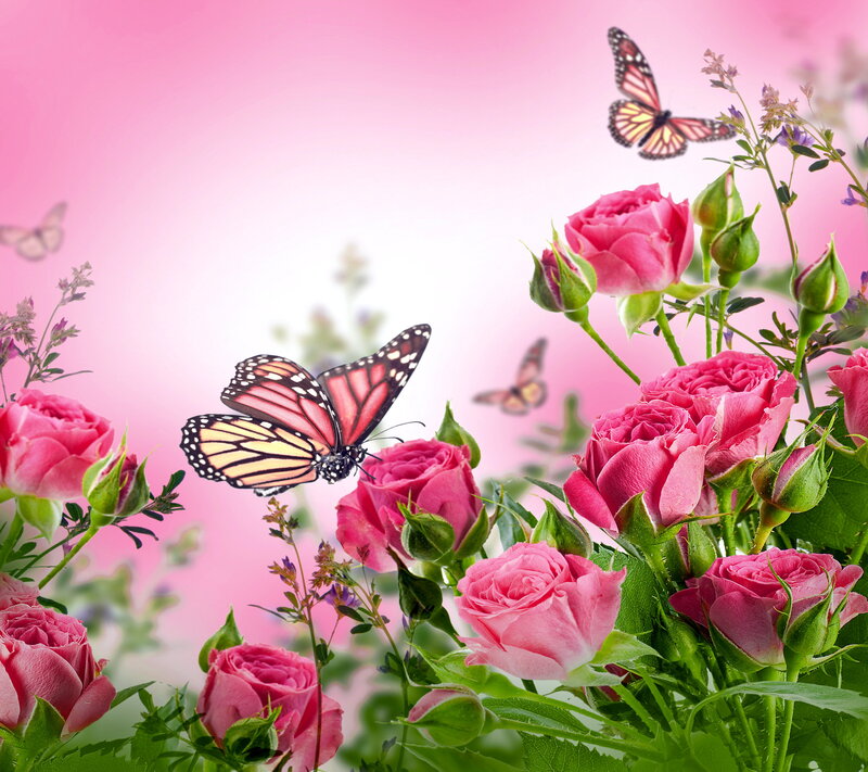 Pink Roses and Butterflies — Serene, Spring