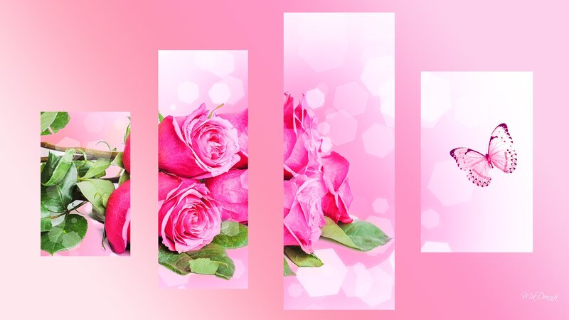 Pink Roses and Butterfly — Serene