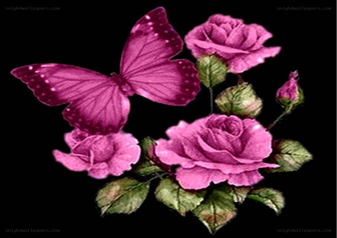 pink roses and butterfly