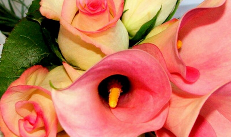 Pink Roses and Calla Lilies — Calm