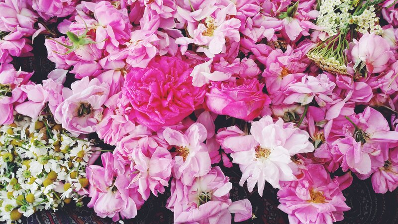 Pink Roses and Chamomile