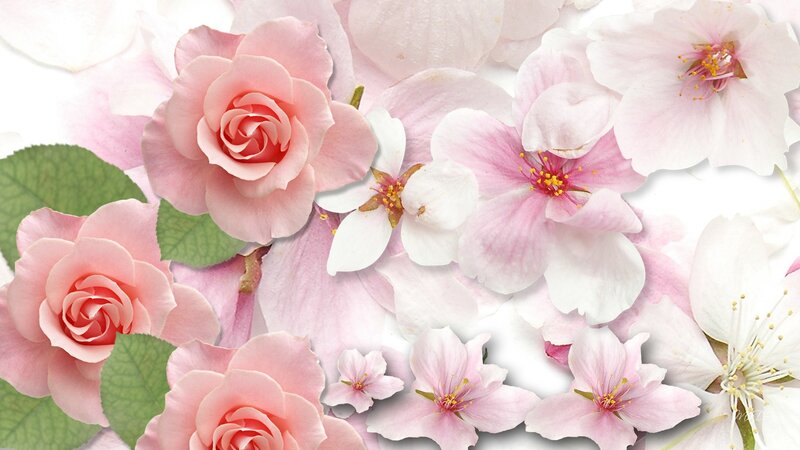Pink Roses and Cherry Blossoms — Serene