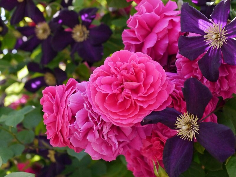 Pink Roses and Clematis — Vibrant, Afternoon, Photograph