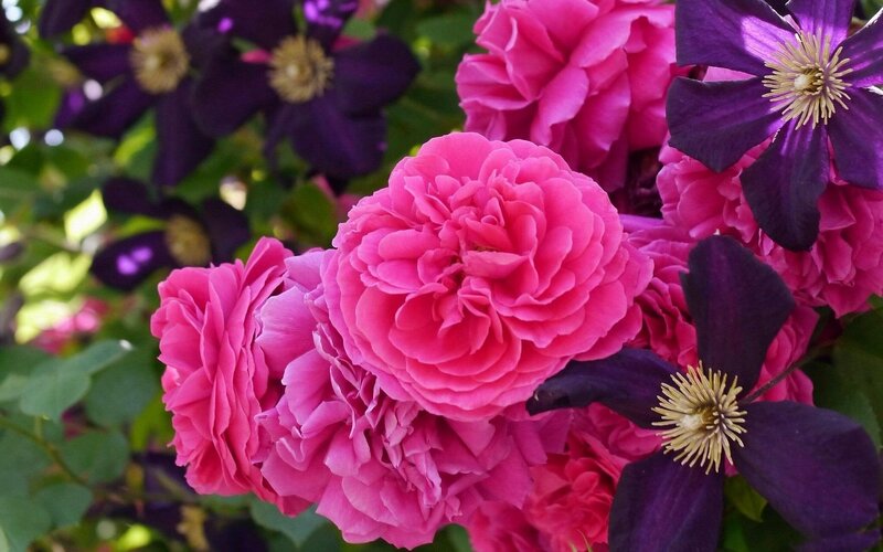 Pink Roses and Clematis — Vibrant