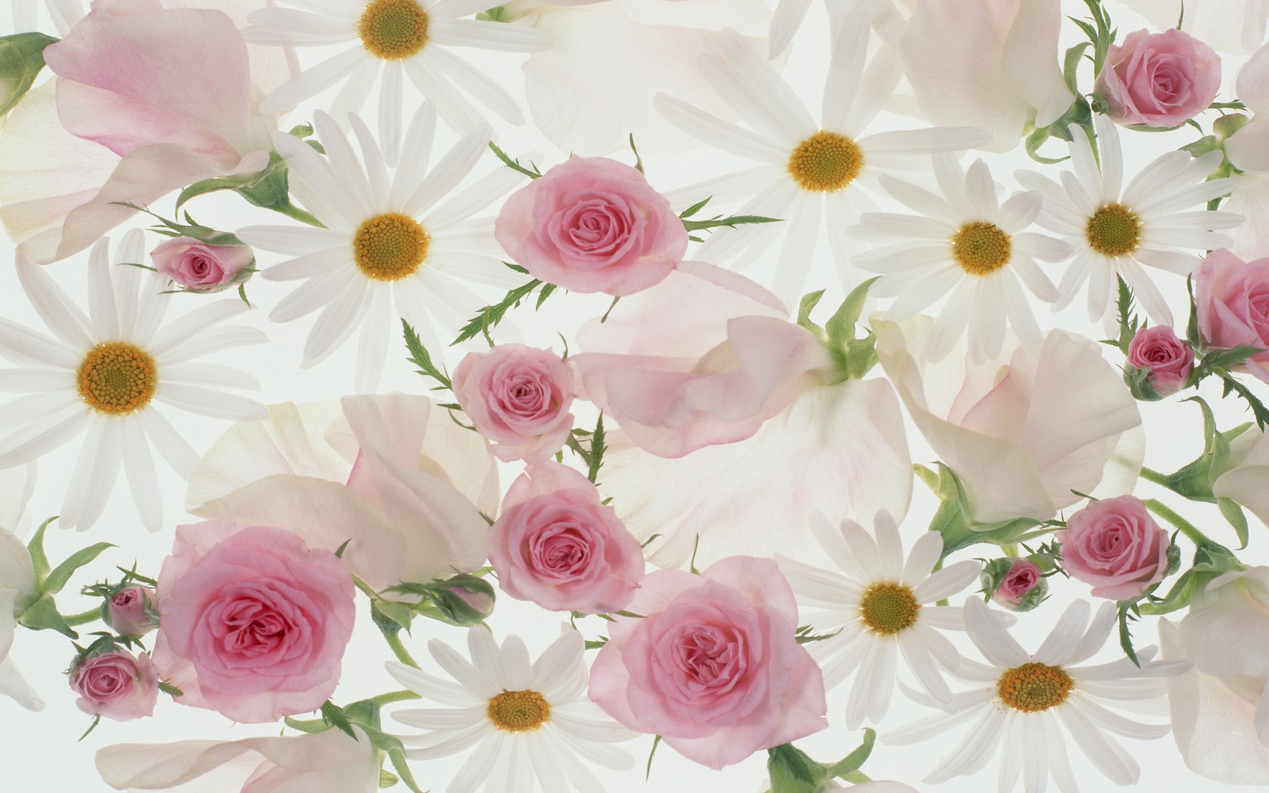 pink roses and daisies