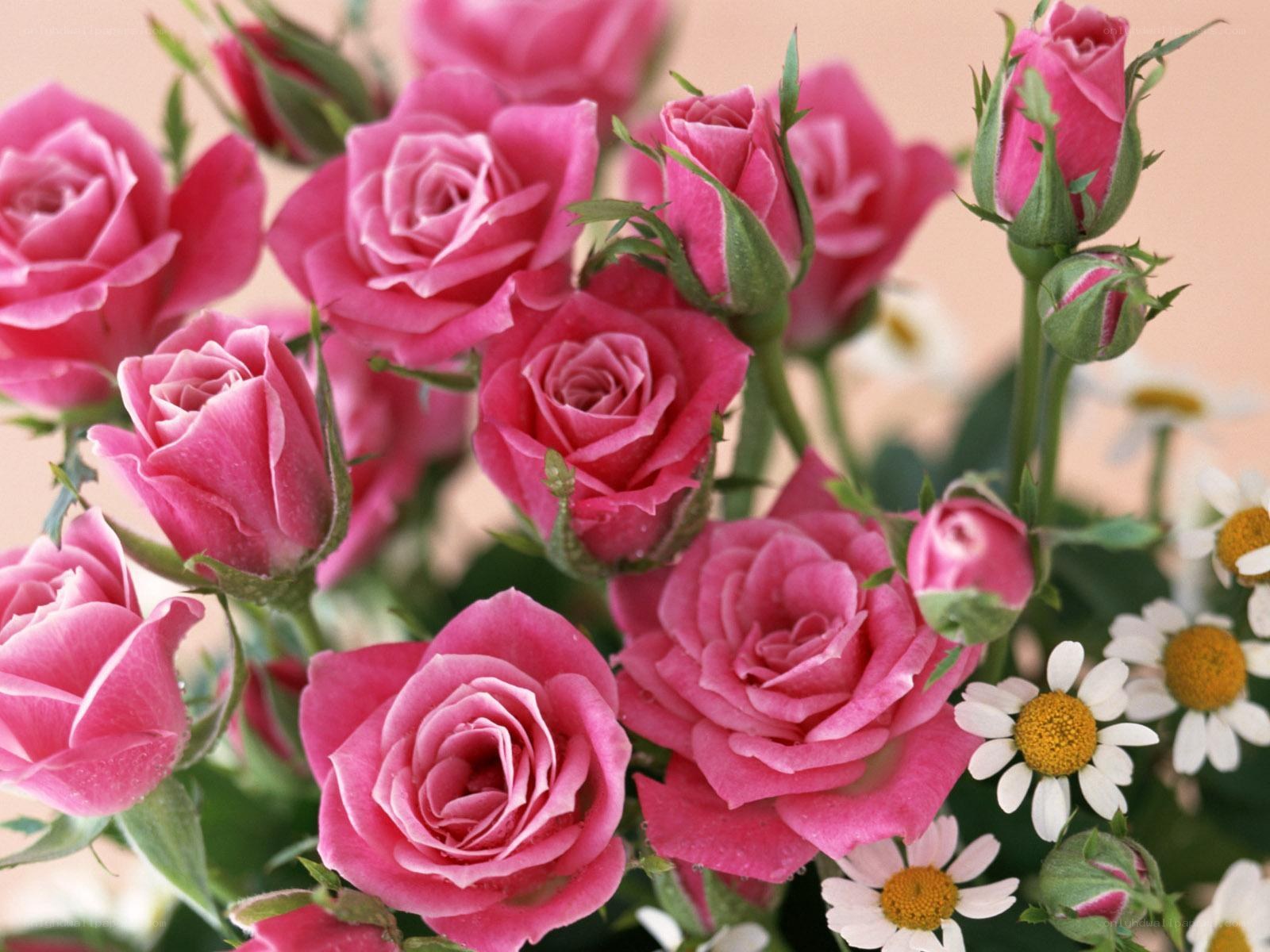 Pink roses and daisies