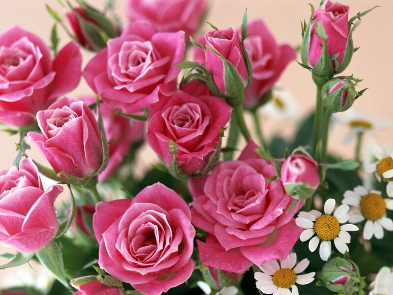 Pink roses and daisies bouquet