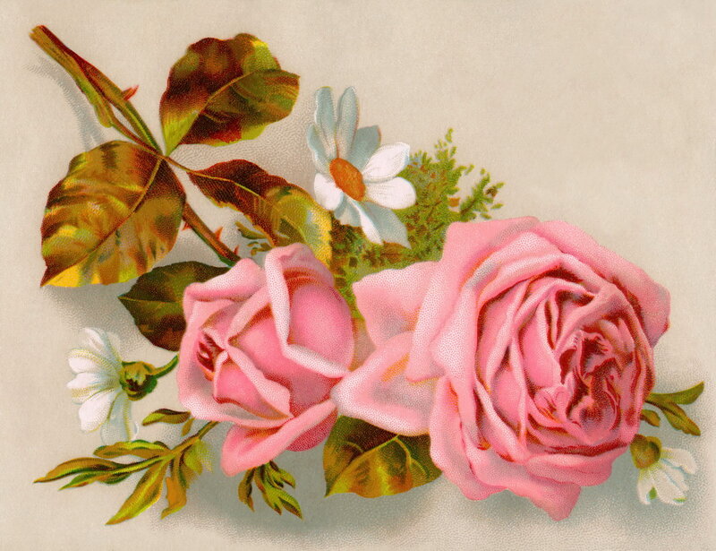 Pink Roses and Daisies — Calm, Illustration