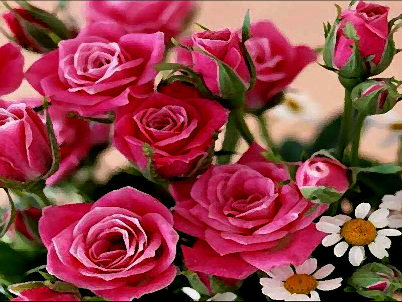 Pink Roses and Daisies — Calm, Photograph, Buds
