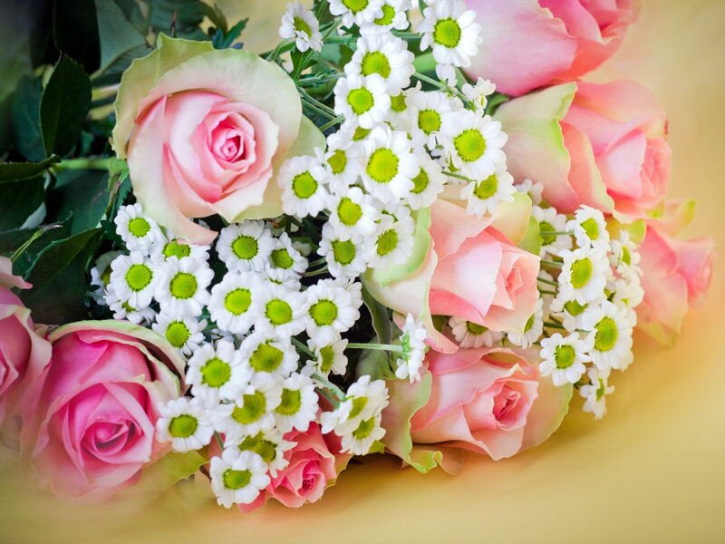 Pink Roses and Daisies — Calm, Photograph, Green Leaves