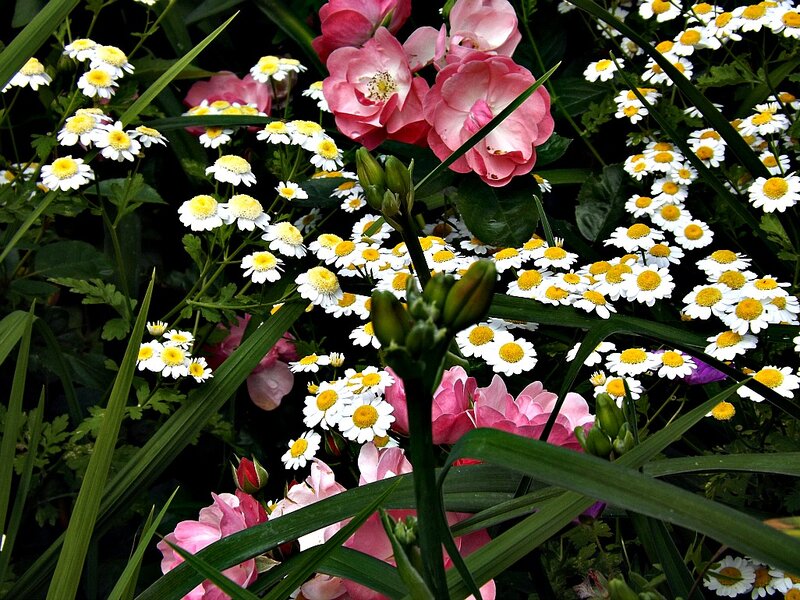 Pink Roses and Daisies — Natural